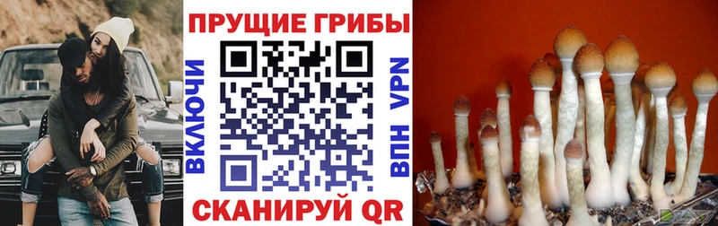 Псилоцибиновые грибы прущие грибы Мамадыш